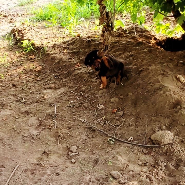 Post 10 by ROCKY THE ROTTI on Instagram (video)