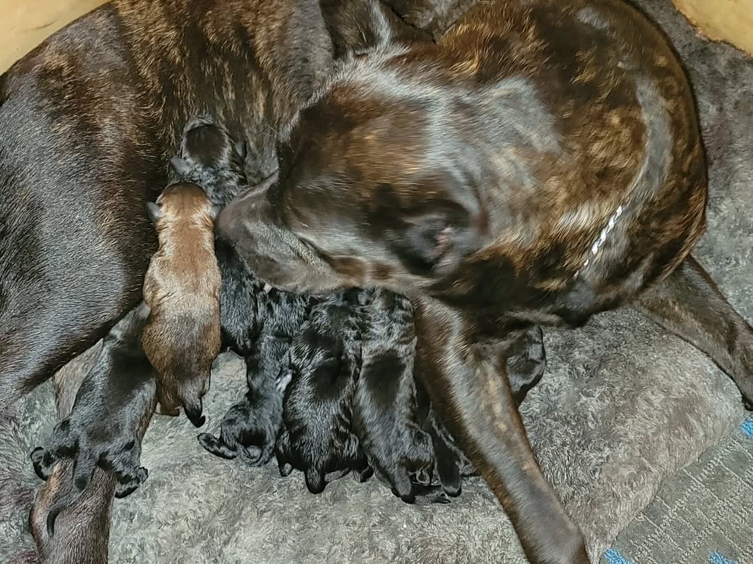 Post 1 by ROCKY THE ROTTI on Instagram (image)