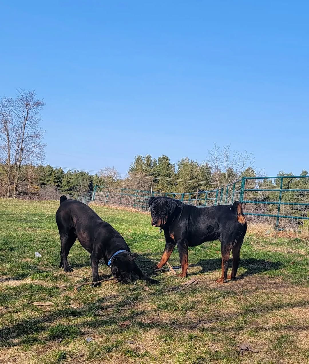 Post 3 by ROCKY THE ROTTI on Instagram (carousel)