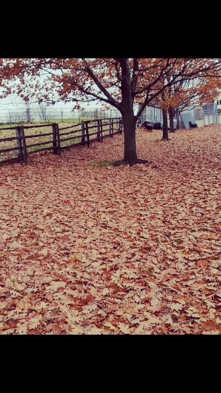 Post 8 by ROCKY THE ROTTI on Instagram (video)