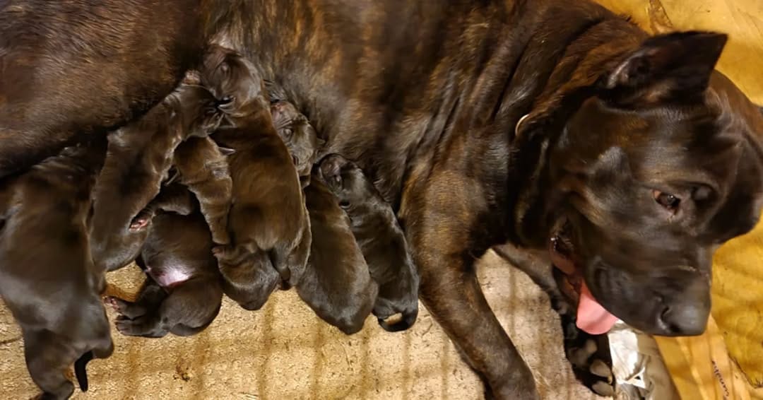 Post 4 by ROCKY THE ROTTI on Instagram (image)