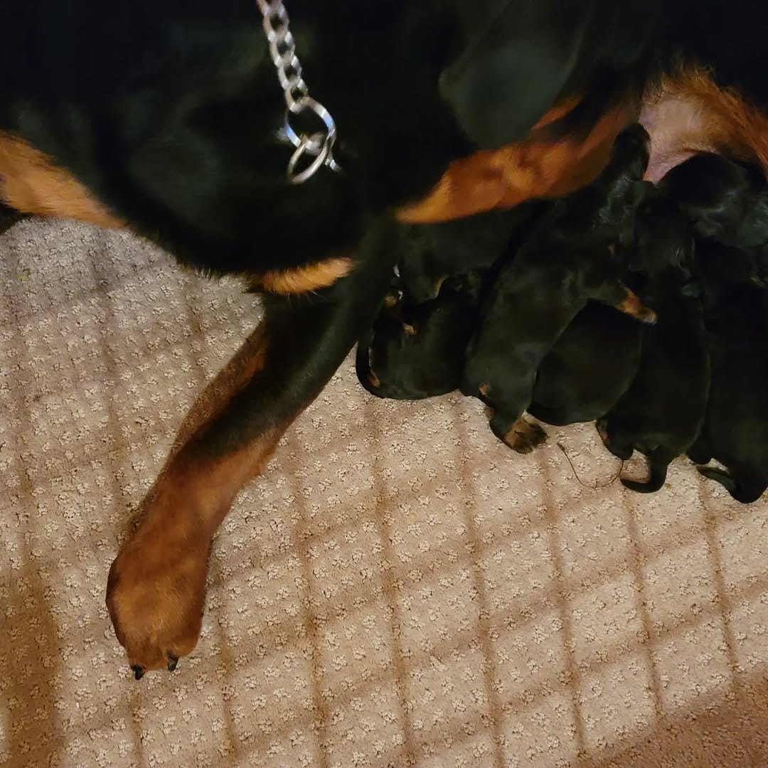 Post 9 by ROCKY THE ROTTI on Instagram (image)