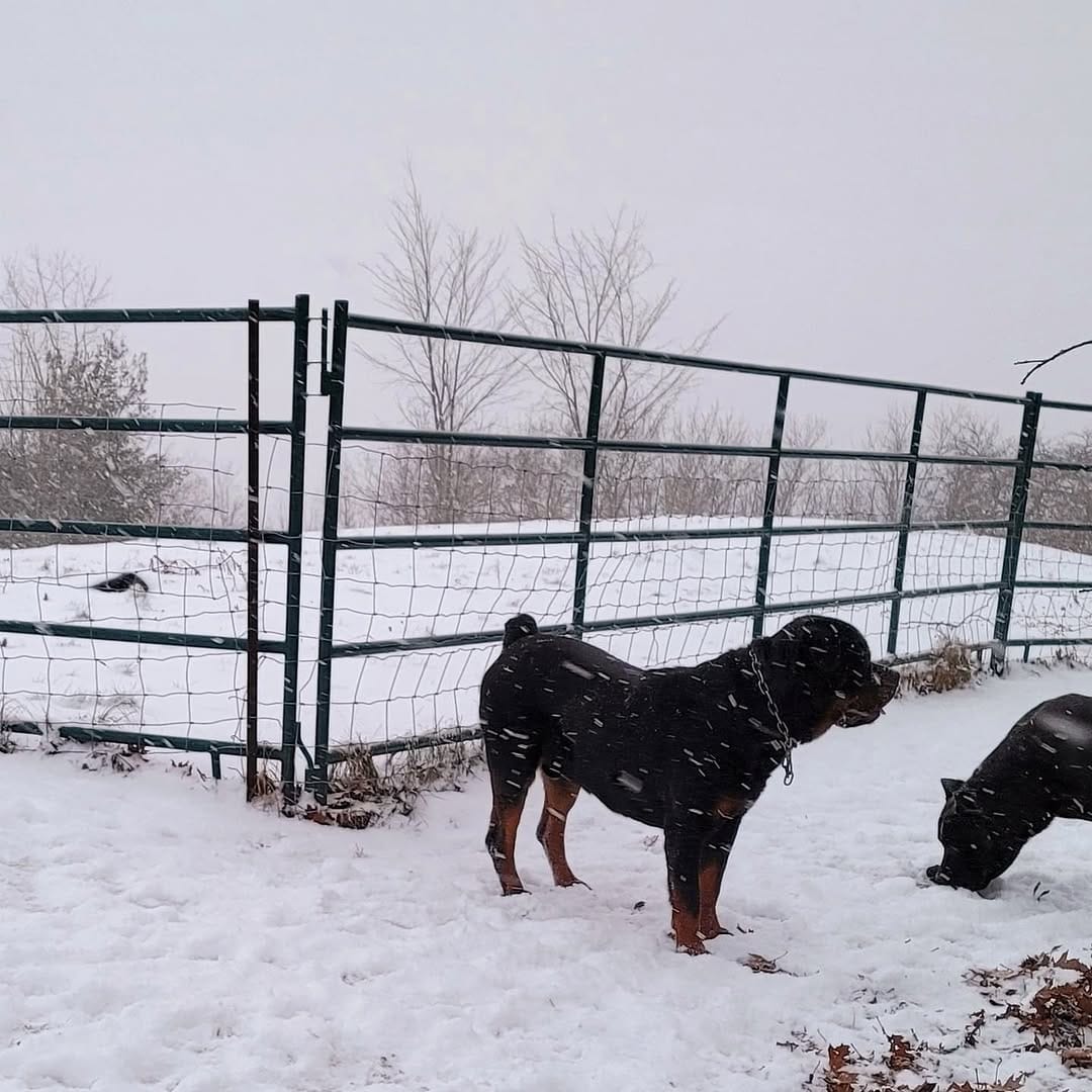 Post 7 by ROCKY THE ROTTI on Instagram (carousel)