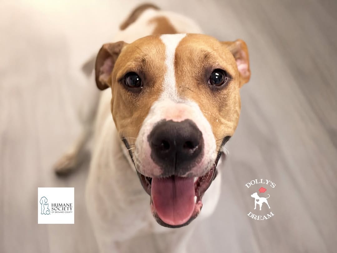 Post 8 by Dolly's Dream | Pitbull Rescue Program on Instagram (image)