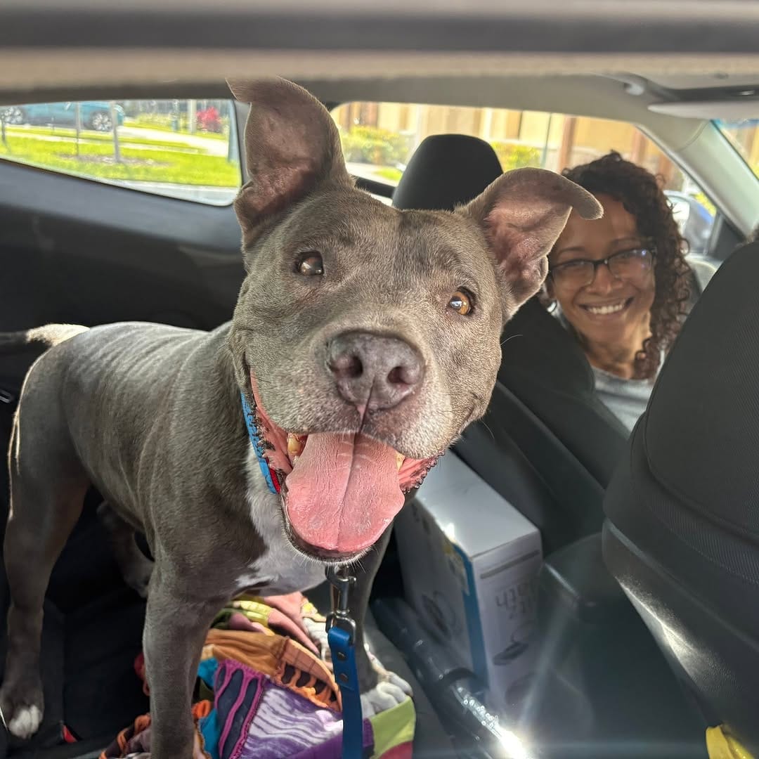 Post 5 by Dolly's Dream | Pitbull Rescue Program on Instagram (image)