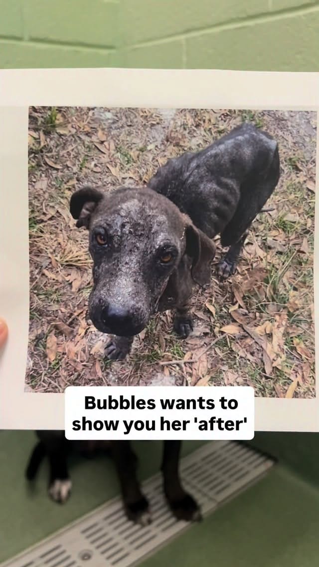 Post 6 by Dolly's Dream | Pitbull Rescue Program on Instagram (video)