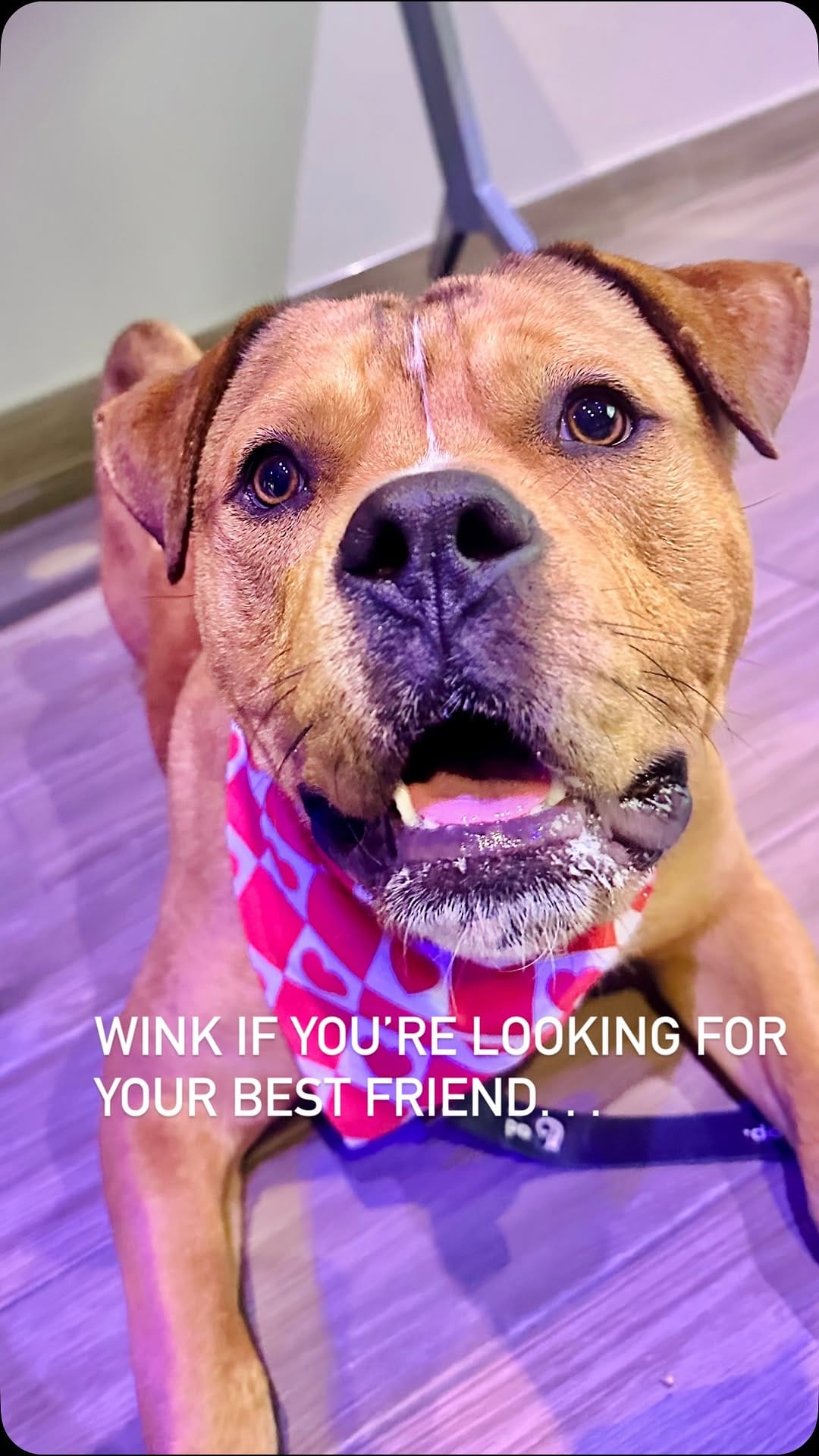 Post 2 by Dolly's Dream | Pitbull Rescue Program on Instagram (video)