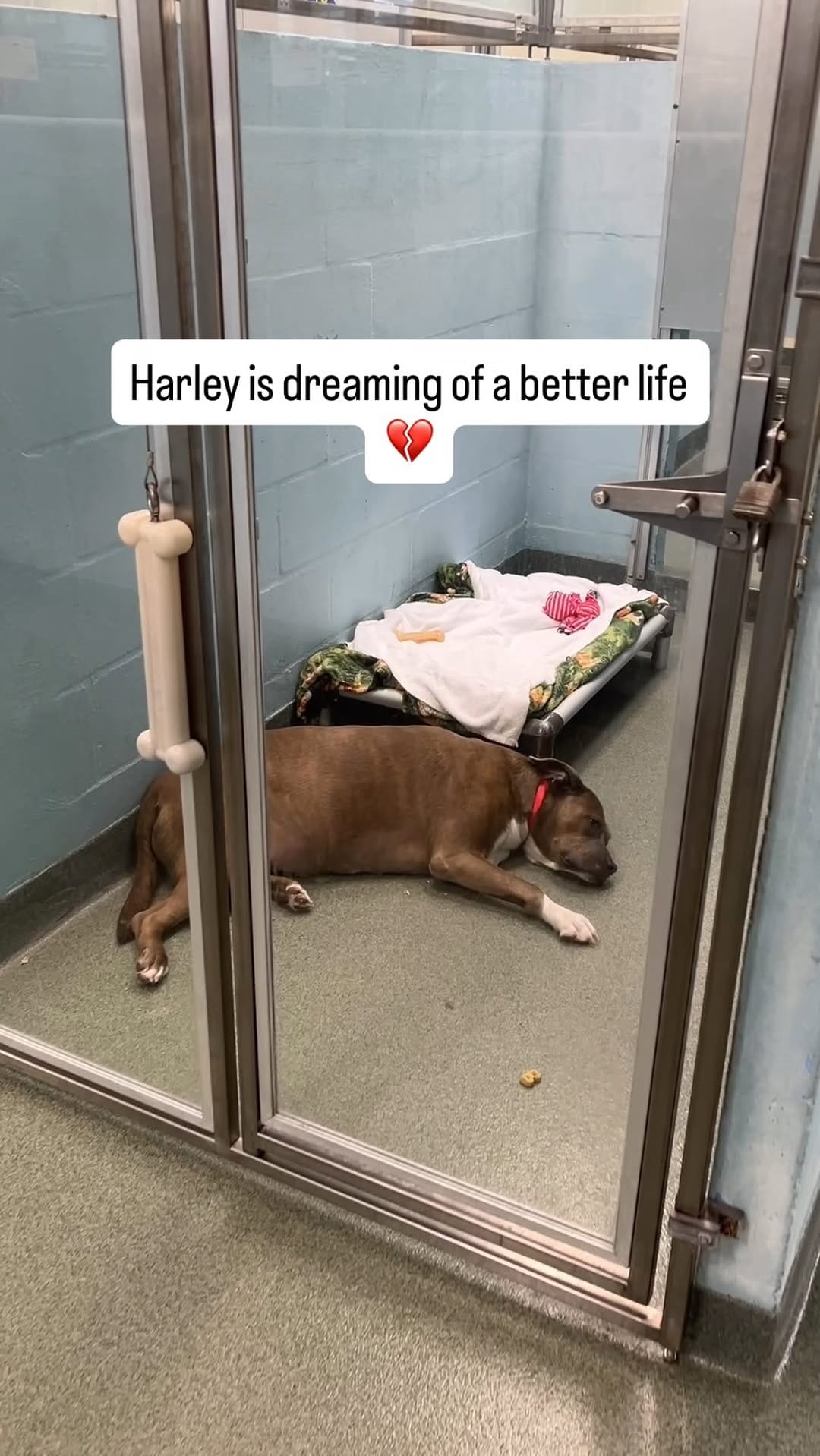 Post 7 by Dolly's Dream | Pitbull Rescue Program on Instagram (video)