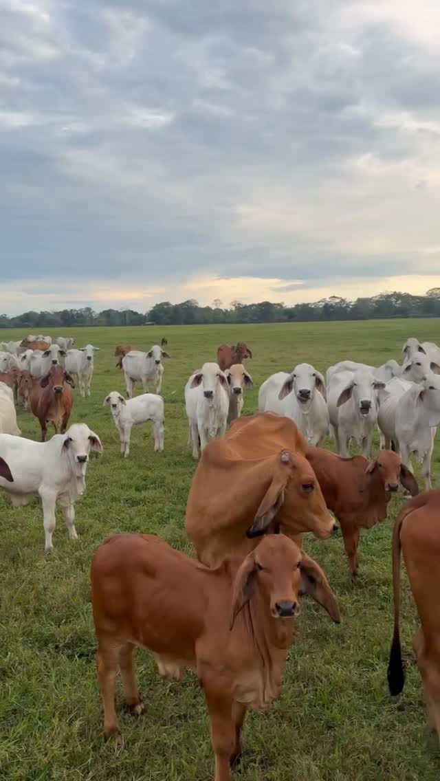 Post 4 by Centro Genético Villa Carmen - on Instagram (video)
