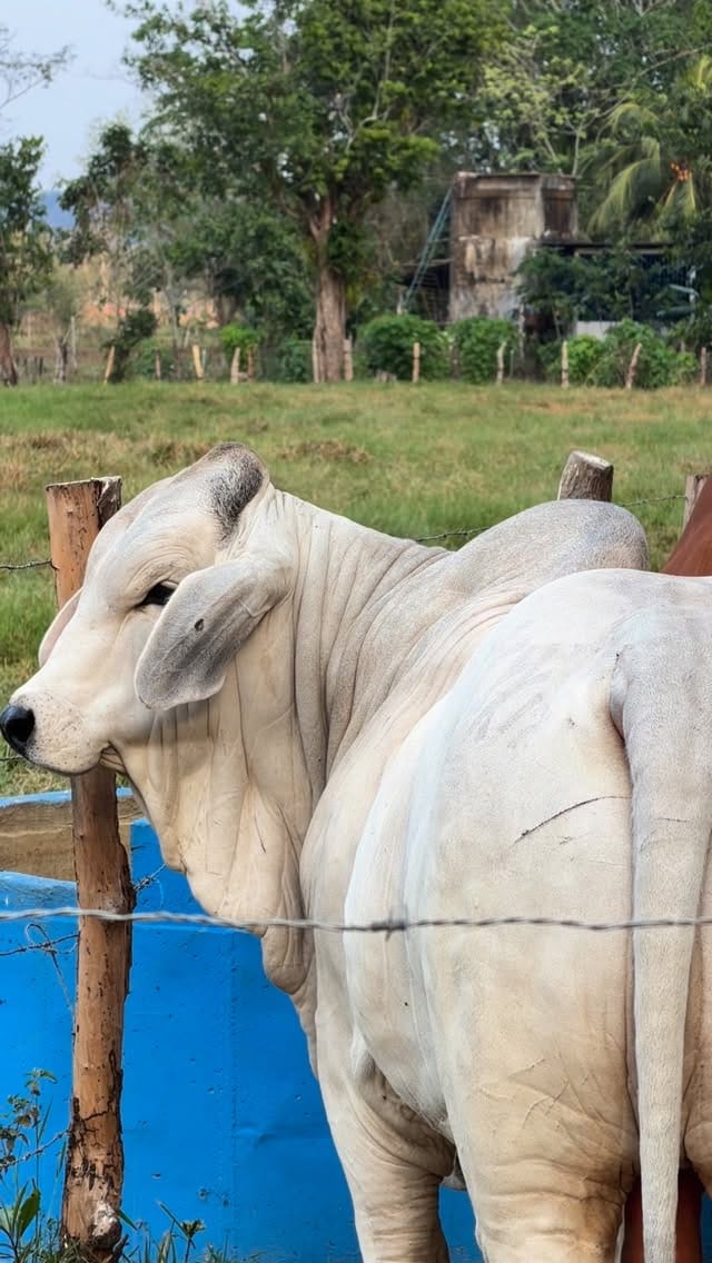 Post 6 by Centro Genético Villa Carmen - on Instagram (video)