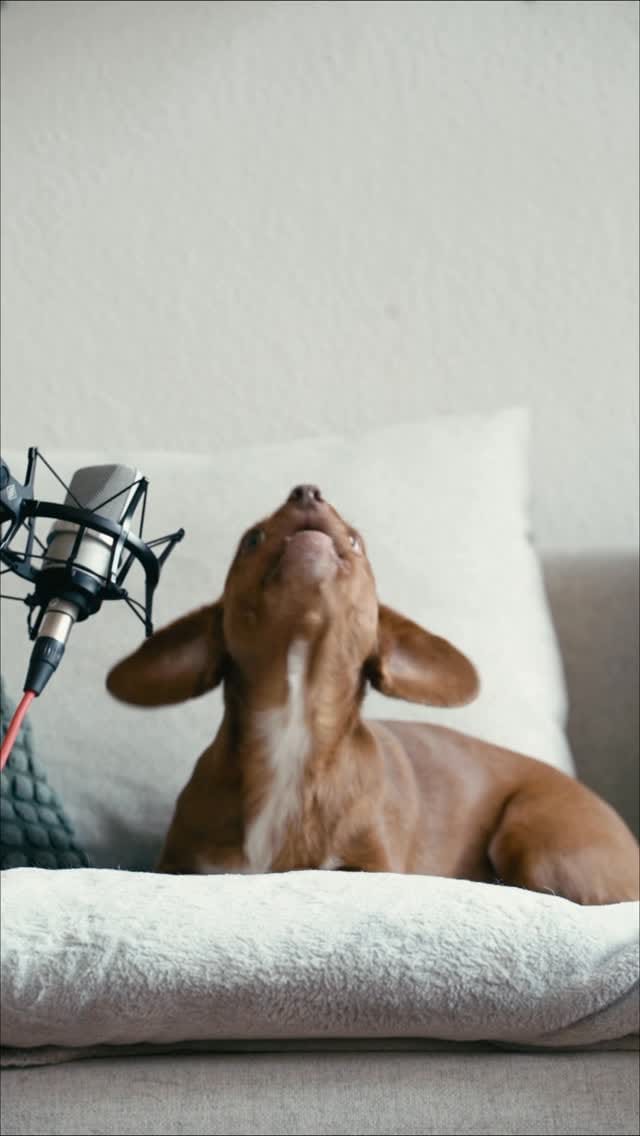 Post 9 by Cookie And Friends Berlin on Instagram (video)