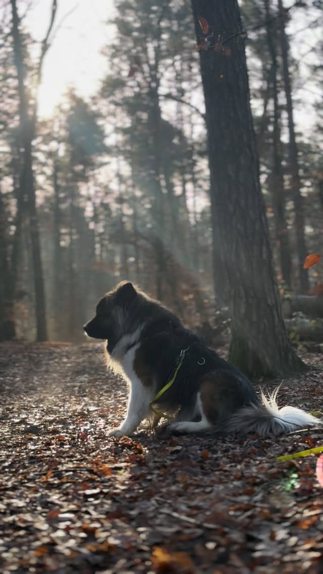 Post 10 by Cookie And Friends Berlin on Instagram (video)