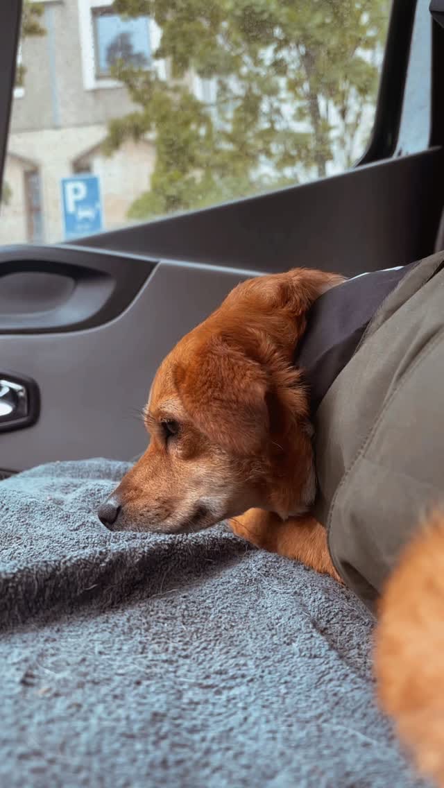 Post 4 by Cookie And Friends Berlin on Instagram (video)