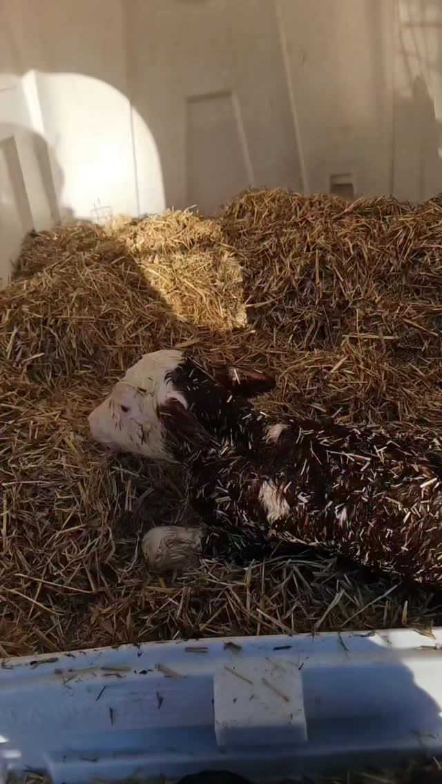 Post 2 by veronika on Instagram (video)