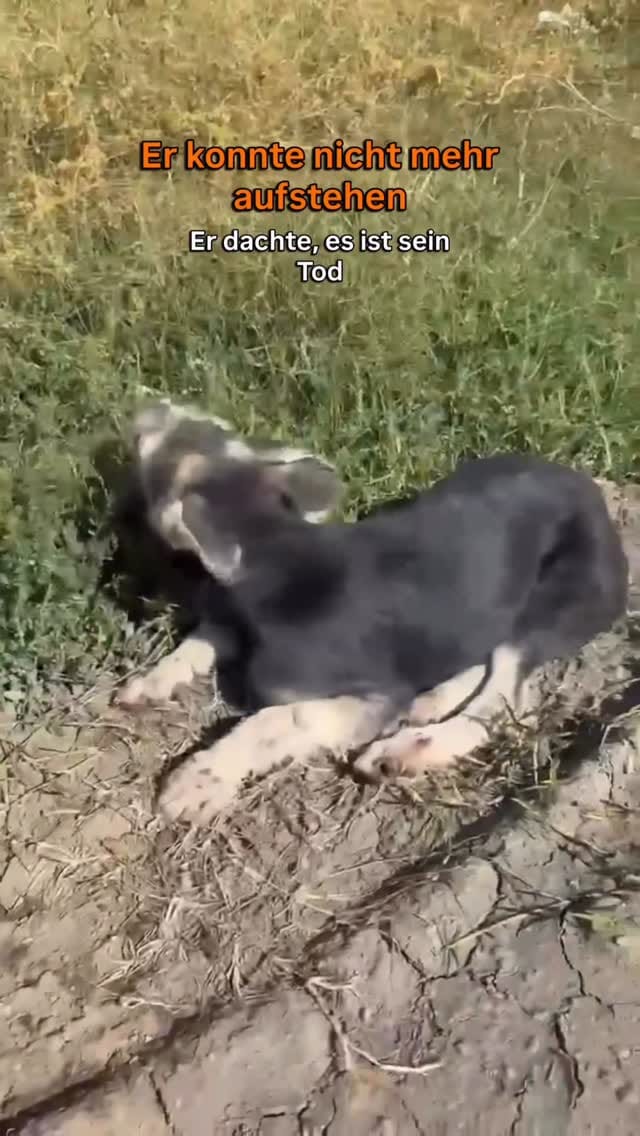 Post 6 by Anja Plötze on Instagram (video)