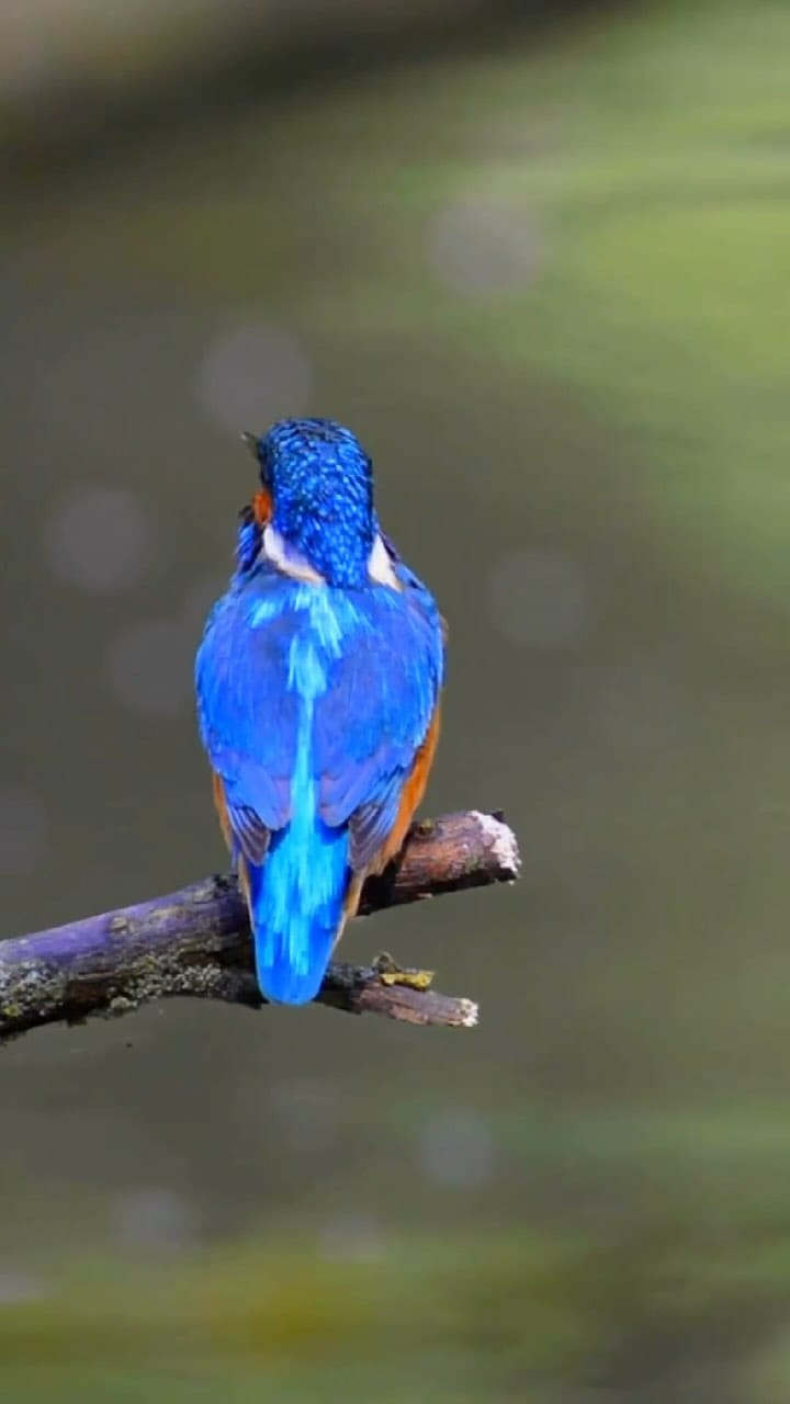 Post 10 by Herons Lake Retreat on Instagram (video)