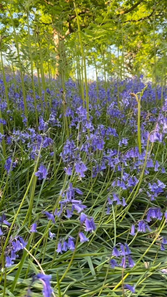 Post 6 by The Heaning Estate on Instagram (video)
