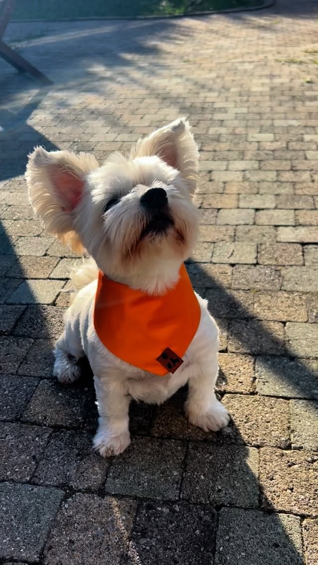 Post 1 by Muffin & Lucy's🔸Dog essentials on Instagram (video)