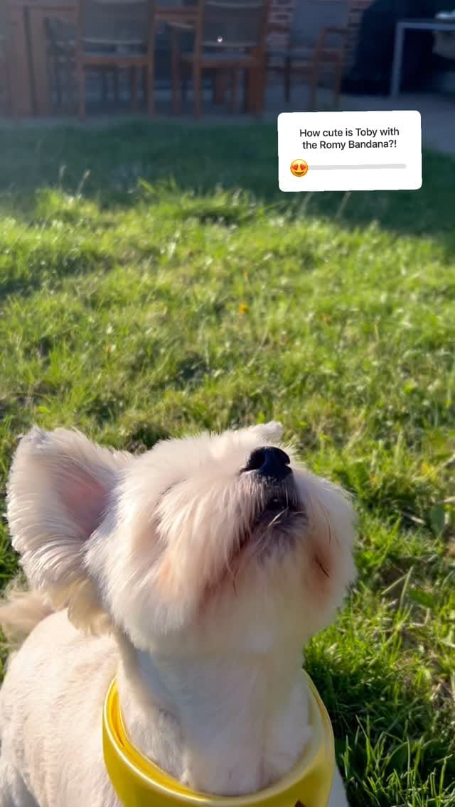 Post 2 by Muffin & Lucy's🔸Dog essentials on Instagram (video)