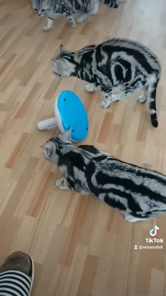 Post 8 by von Ninellspride on Instagram (video)