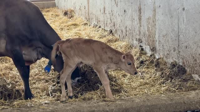 Post 1 by Mistyglen Holsteins on Instagram (video)
