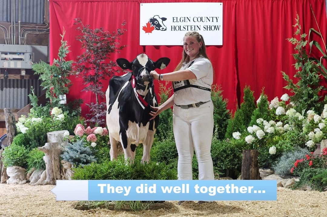 Post 5 by Mistyglen Holsteins on Instagram (video)