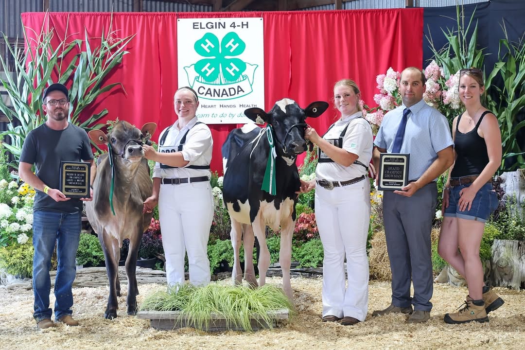 Post 8 by Mistyglen Holsteins on Instagram (carousel)