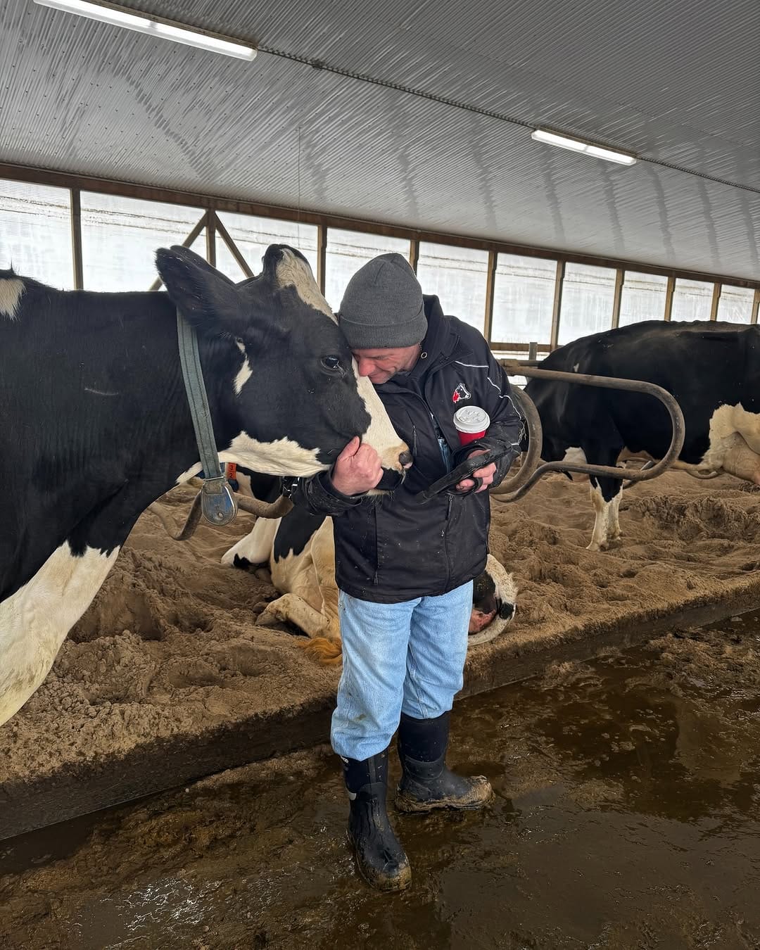 Post 3 by Mistyglen Holsteins on Instagram (image)