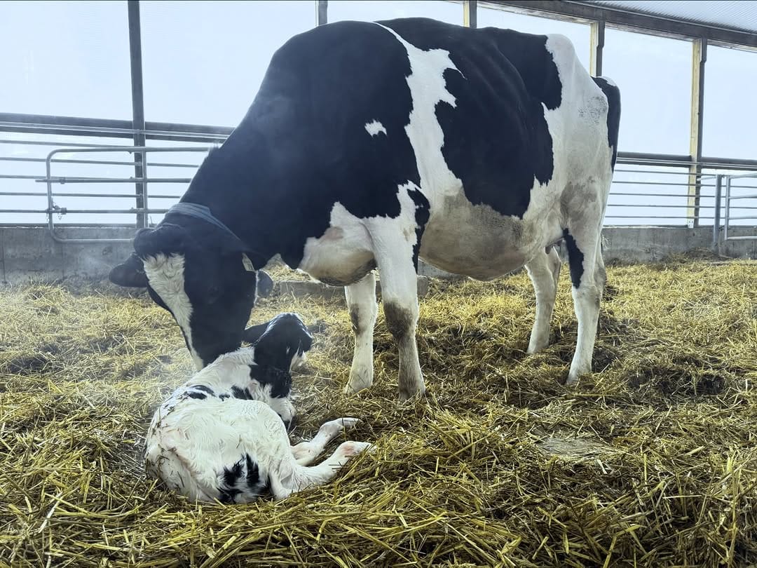 Post 4 by Mistyglen Holsteins on Instagram (image)