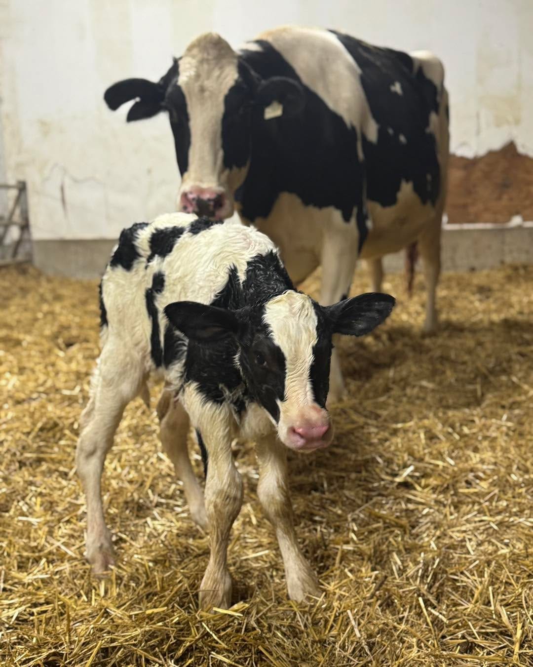 Post 6 by Mistyglen Holsteins on Instagram (image)