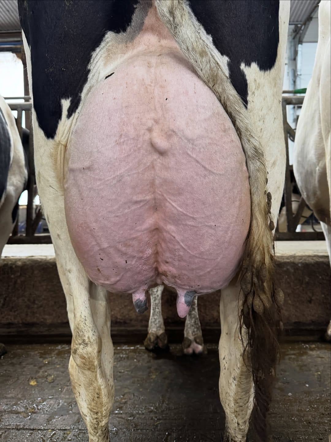 Post 2 by Mistyglen Holsteins on Instagram (image)