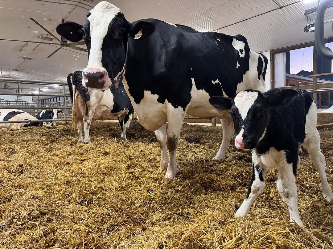 Post 7 by Mistyglen Holsteins on Instagram (image)