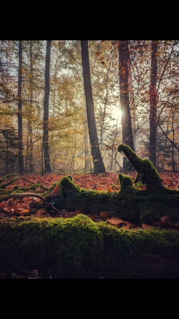 Post 2 by Eugen on Instagram (video)