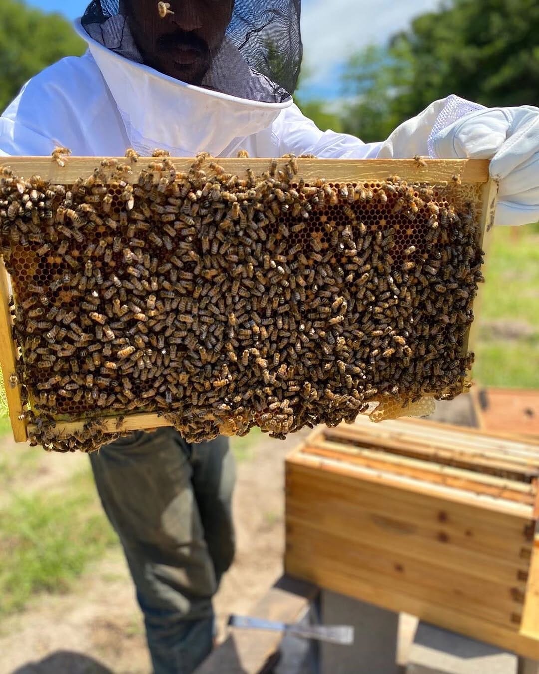 Post 2 by Green Bee Honey on Instagram (image)