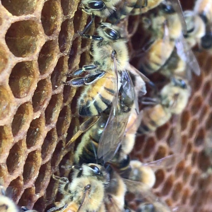 Post 10 by Green Bee Honey on Instagram (video)