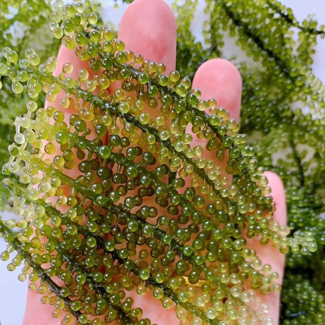 Post 6 by DT Green Caviar on Instagram (image)