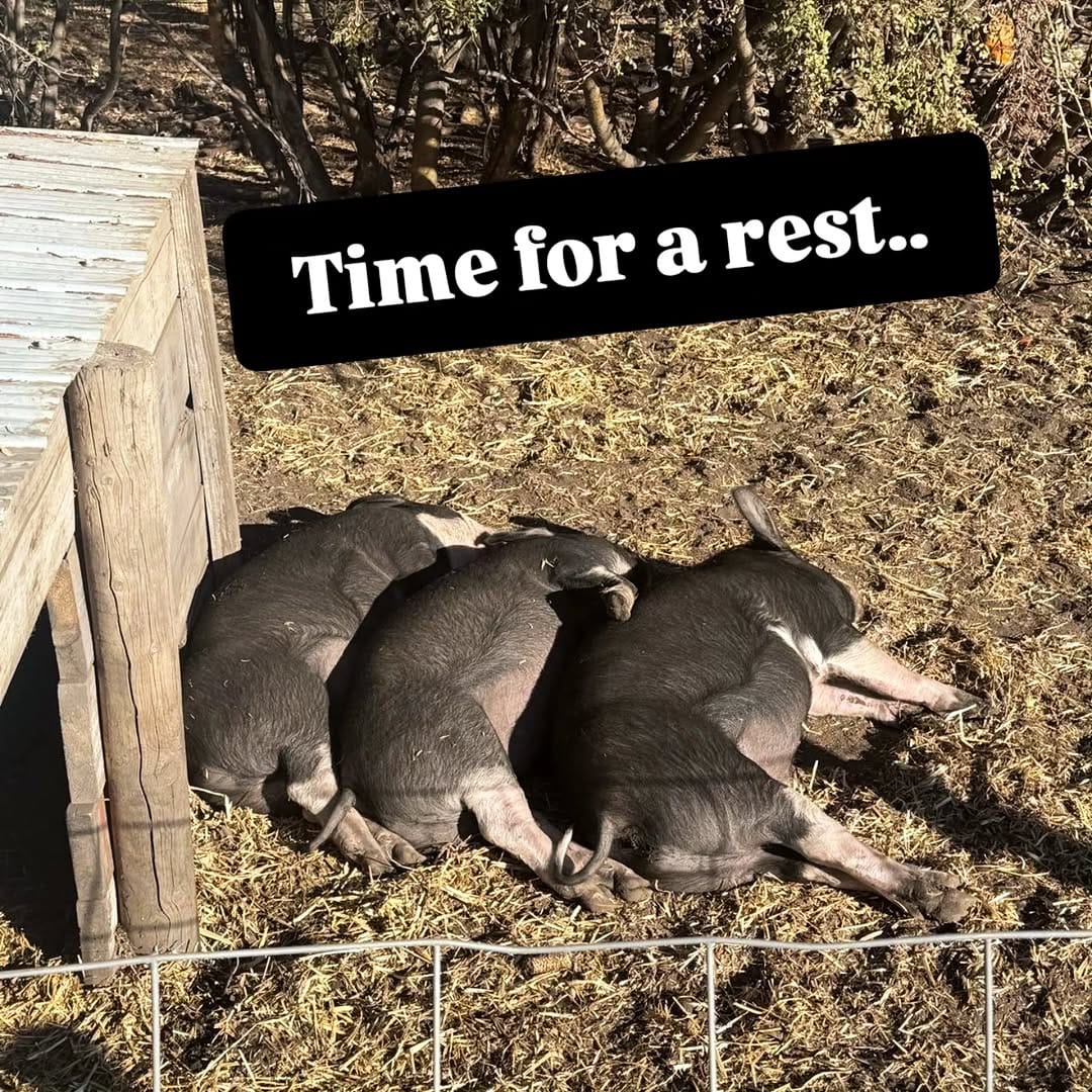 Post 2 by Kraay Family Farm on Instagram (image)