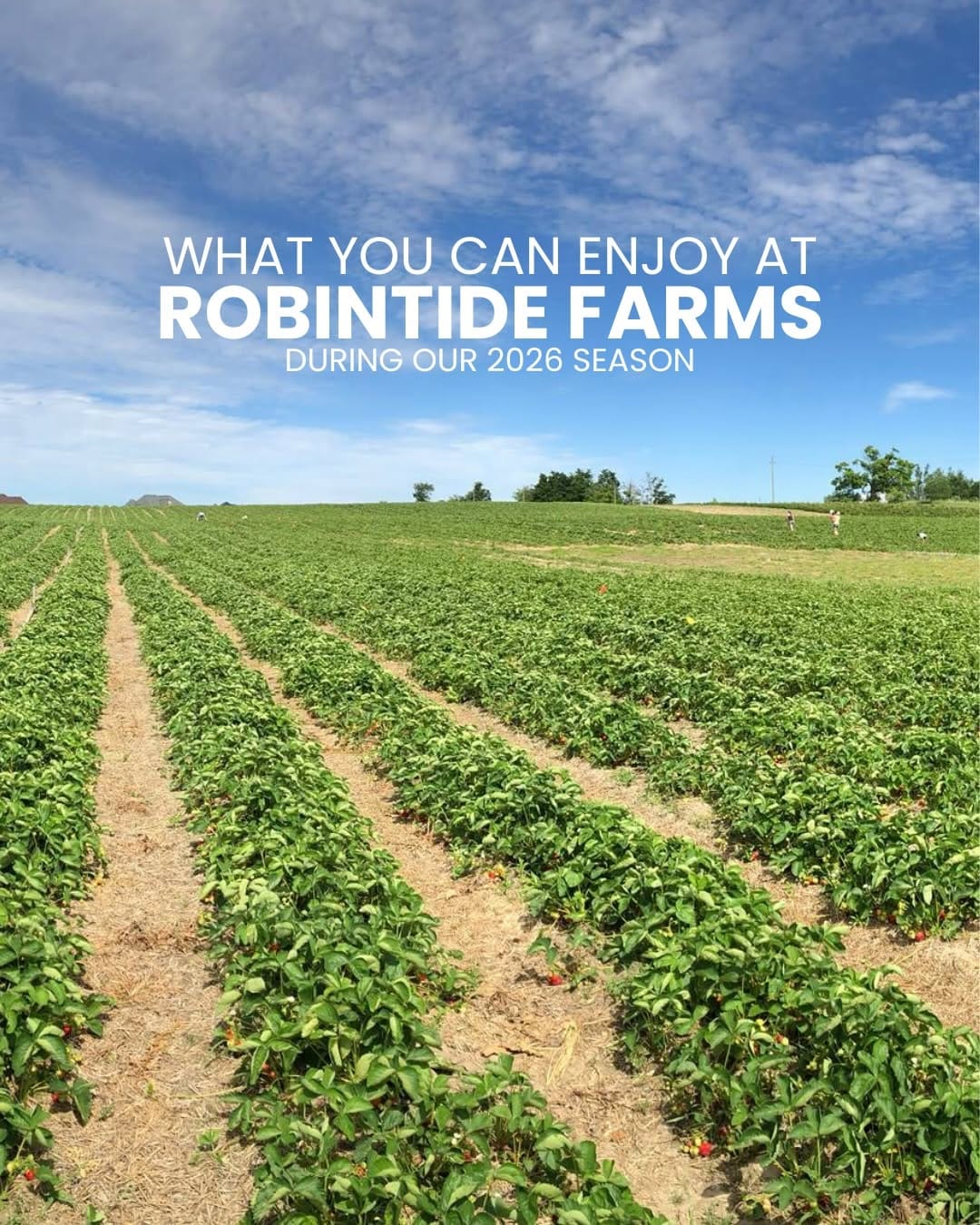 Post 10 by Robintide Farms on Instagram (carousel)