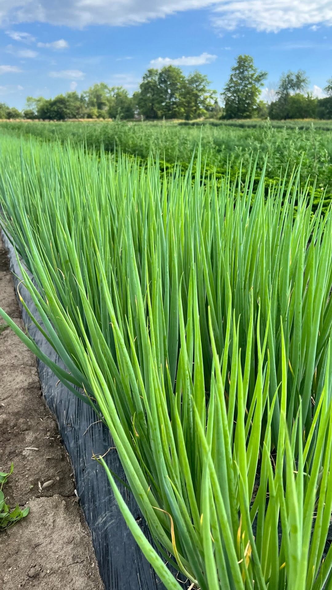 Post 8 by Robintide Farms on Instagram (video)