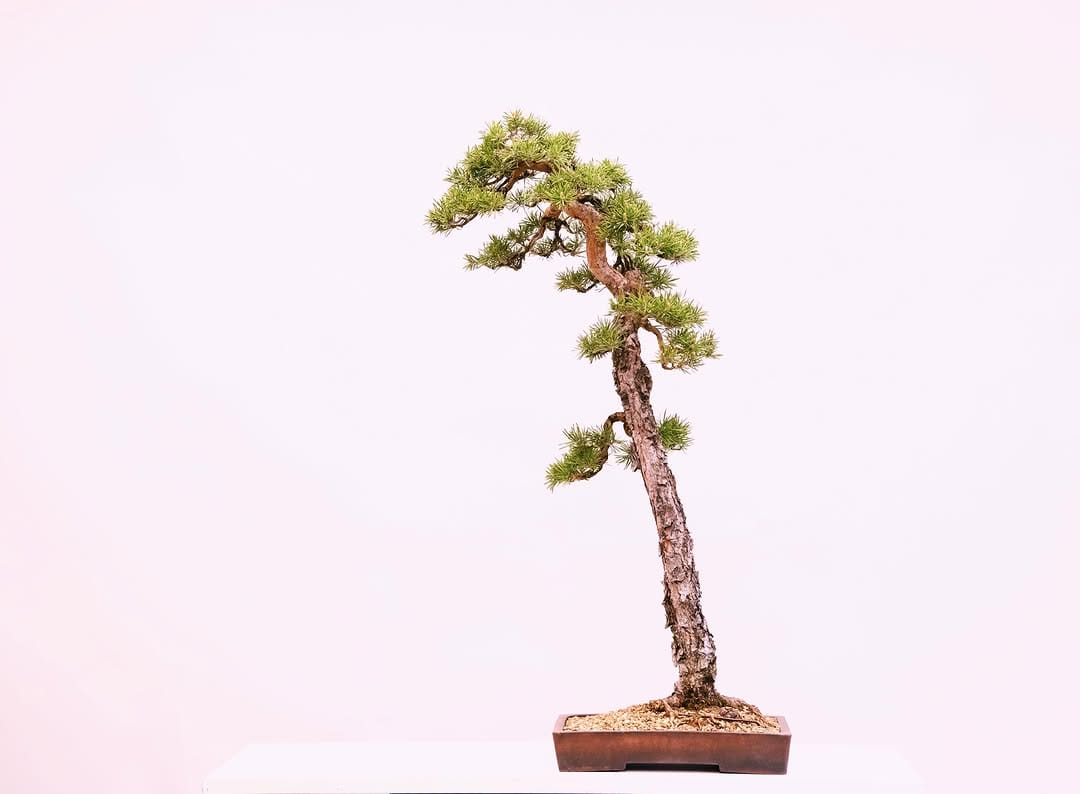 Post 7 by Brose Bonsai on Instagram (image)