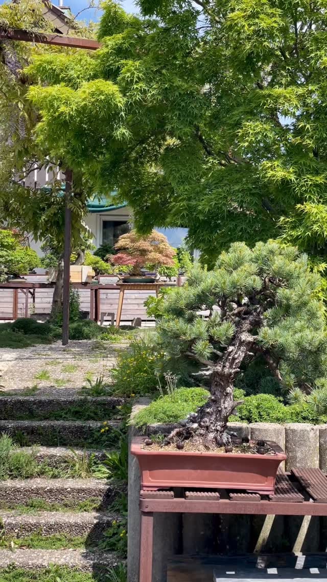 Post 4 by Brose Bonsai on Instagram (video)