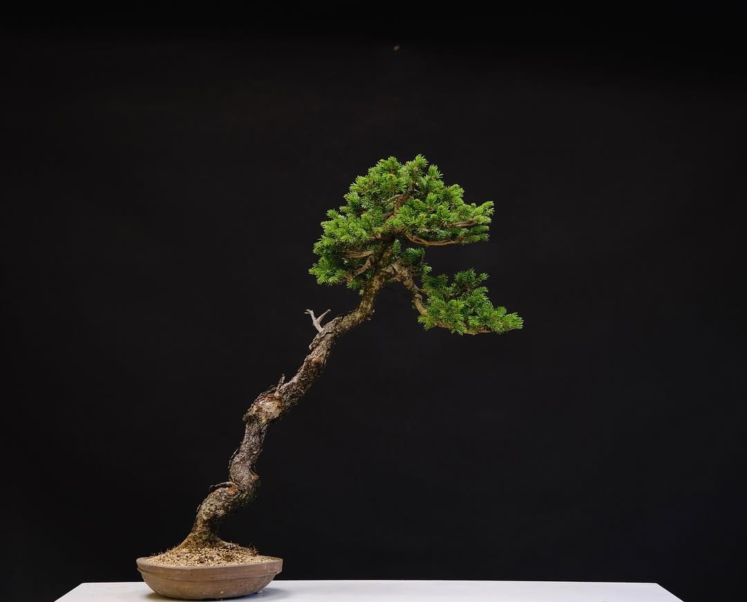 Post 6 by Brose Bonsai on Instagram (image)