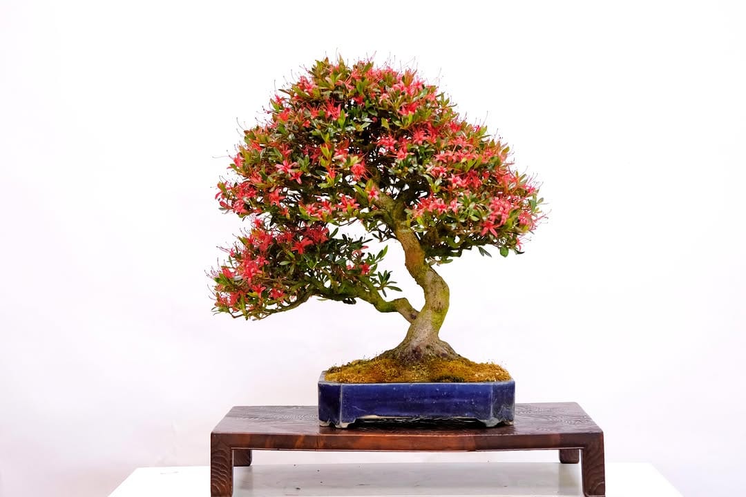 Post 5 by Brose Bonsai on Instagram (image)
