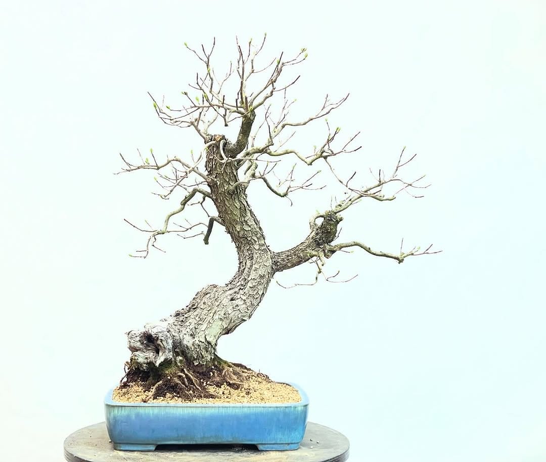 Post 10 by Brose Bonsai on Instagram (image)