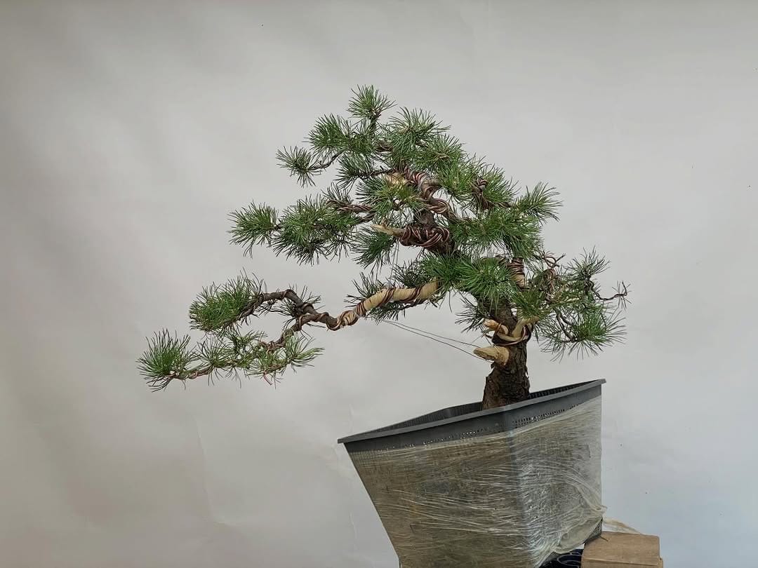 Post 9 by Brose Bonsai on Instagram (carousel)