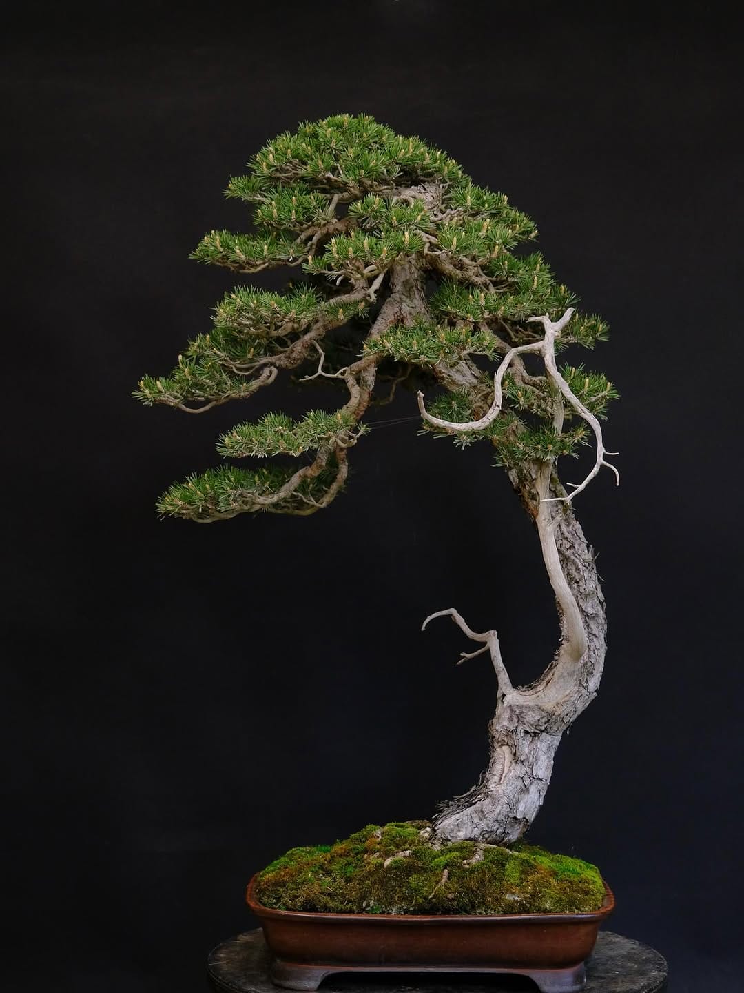 Post 8 by Brose Bonsai on Instagram (image)