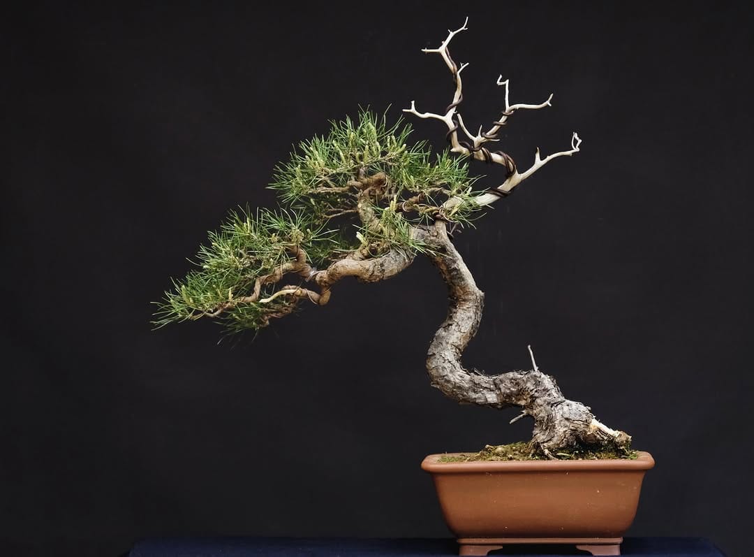 Post 3 by Brose Bonsai on Instagram (carousel)