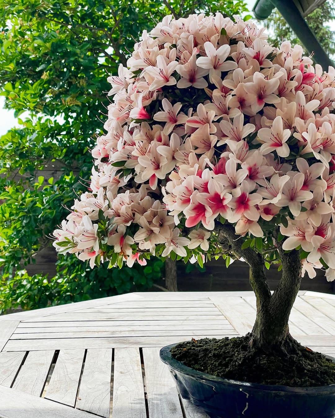 Post 1 by Brose Bonsai on Instagram (image)