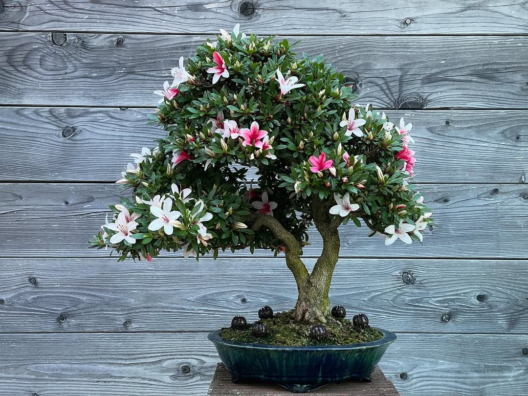 Post 2 by Brose Bonsai on Instagram (image)