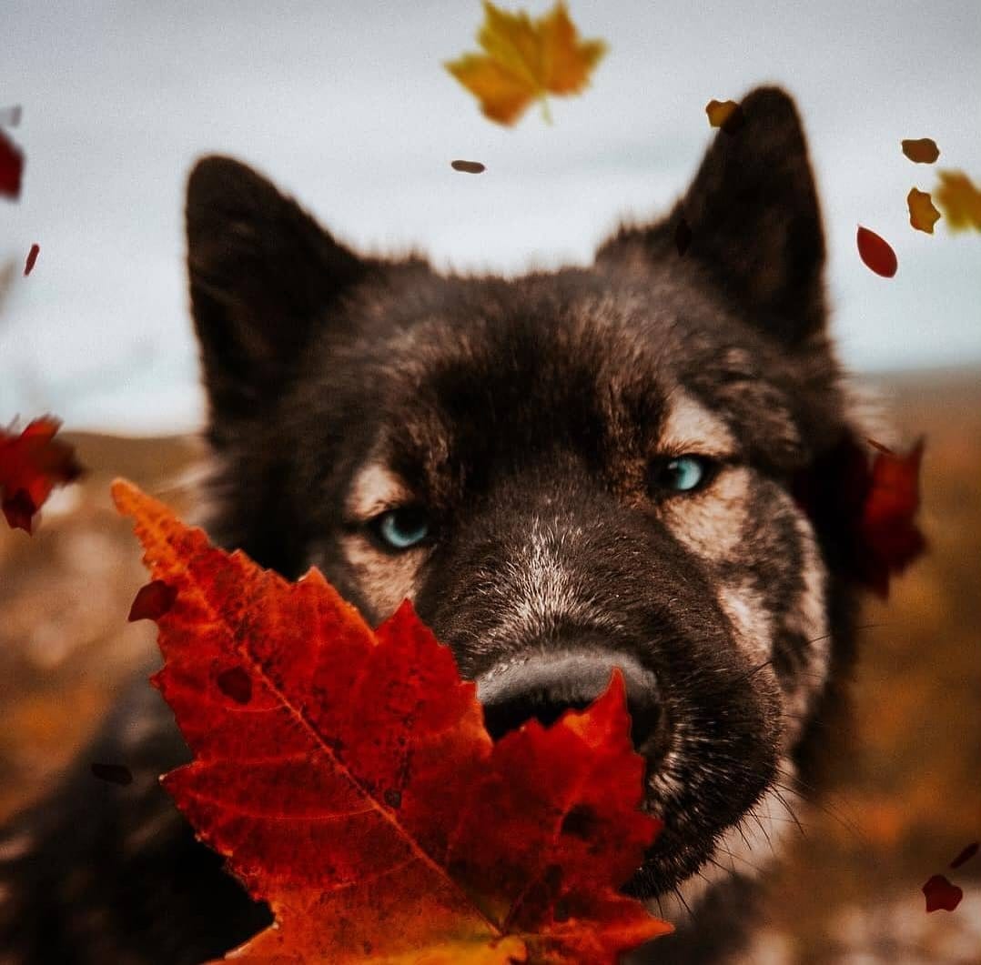 Post 2 by AboutCanada 🇨🇦🇺🇸 on Instagram (image)
